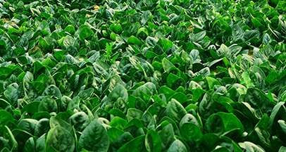 曲江（ゴッガン）ホウレンソウ