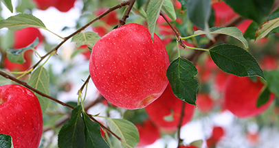 竹長（ジュッジャン）の山リンゴ