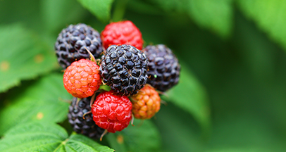 Лесная ягода